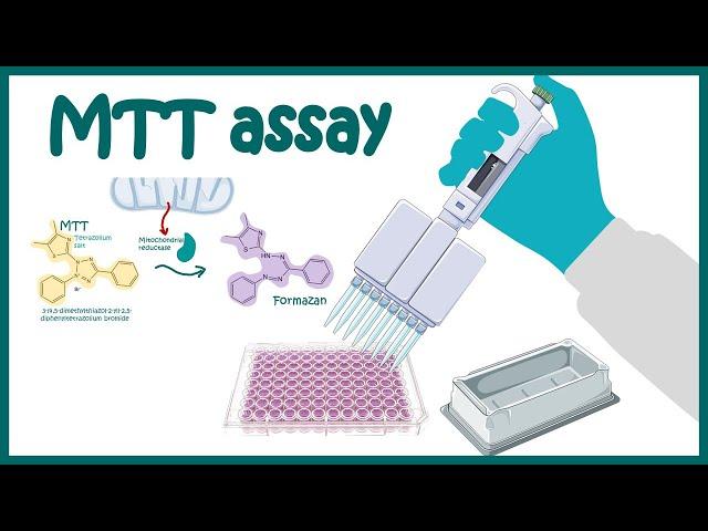 MTT assay | Cell Viability and Cytotoxicity determination using MTT assay