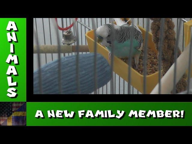 TDG Animals - A new budgy family member