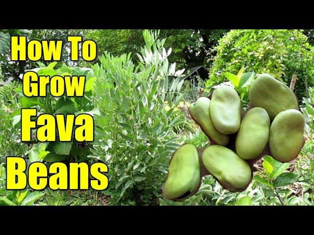 How To Grow Fava Beans aka Broad Beans | All You Need To Know!