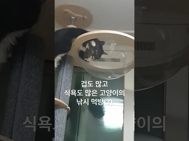 간식은 먹고 싶고 들어가긴 무섭고 #뚱냥이 #겁쟁이 #고양이