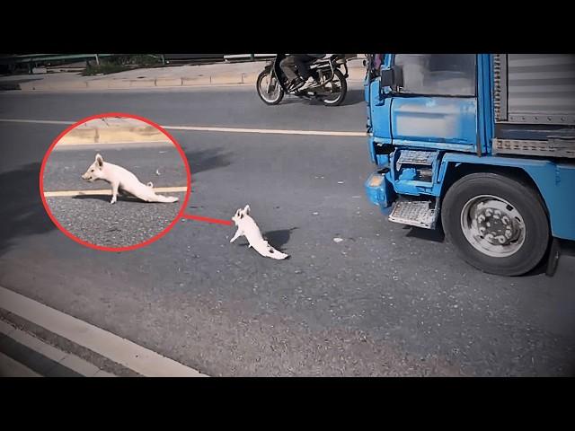 A paralyzed piglet lost on the road, without family, unexpectedly found love from kind strangers.