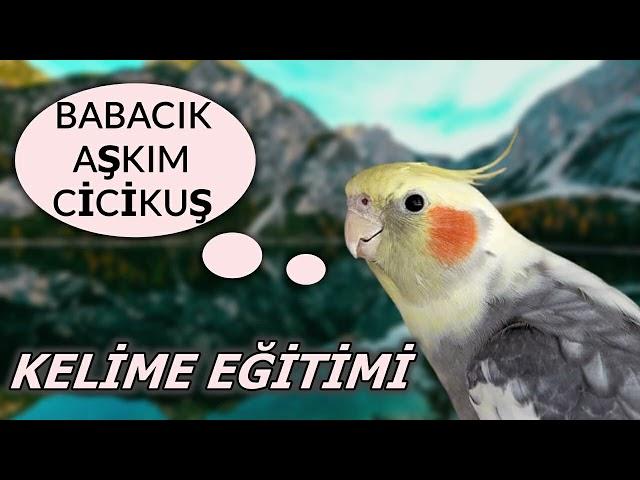 Babacık-Aşkım-Cicikuş Sesi I Sultan Papağanı - Muhabbet Kuşu Konuşturma Egzersizi