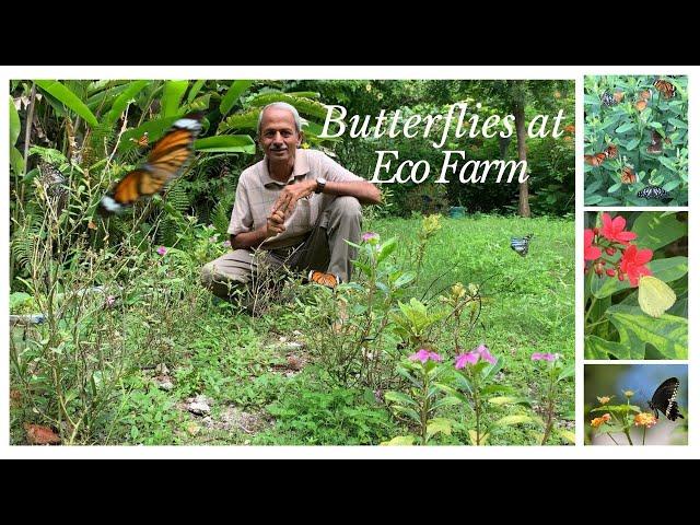 Plants to attract Butterflies| Butterflies of eco farm