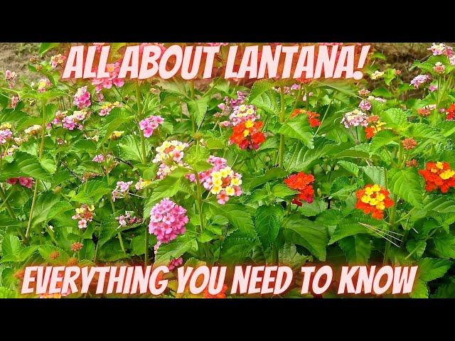 All About Lantana | A Comprehensive Review