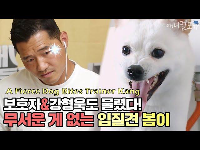 A Fierce Dog Bites Trainer Kang [Dogs Are Incredible]