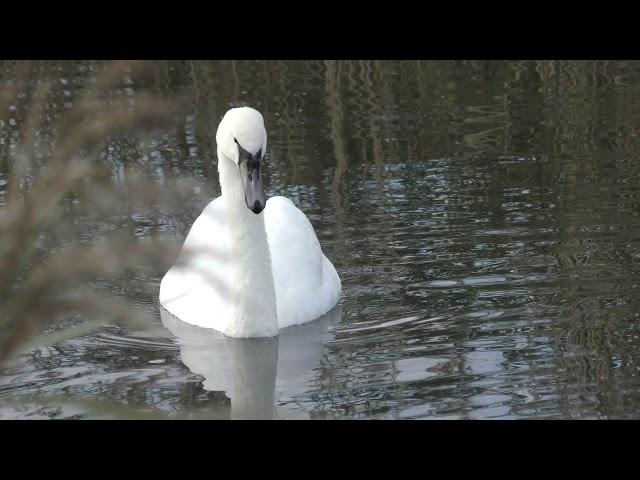 good Mute swan almost adult Burwell Fen Wicken fen 27oct17 512p