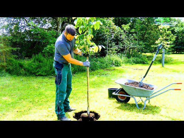 BAUM RICHTIG PFLANZEN: PFLANZLOCH, PFAHLANBINDUNG, STAMMSCHUTZ, WALLNUSS BÄUMCHEN DETAIL-PFLANZUNG