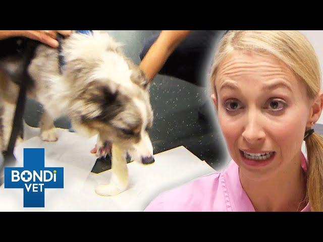 Dog Eats Bread Dough And It Rises In Its Tummy  Bondi Vet Clips | Bondi Vet