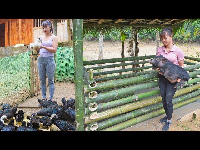 A sturdy bamboo pigpen she built in 60 minutes. Can you believe it? VIDEO TIMELAPSE