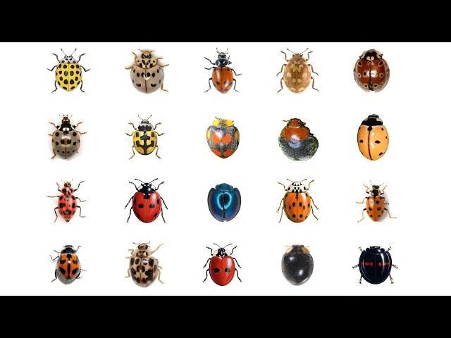  Learn 20 Types Of Ladybugs | LadyBug Types In English Language | Ladybirds | Lady Beetles