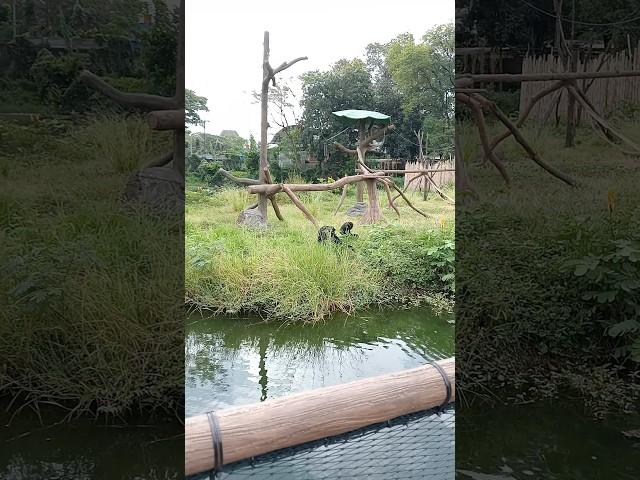 Owa Jawa  #shorts #animals #solo safari