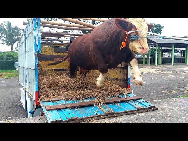 SAPI NGAMUK SAAT NAIK TRUK OLENG BIKIN PANIK ‼️