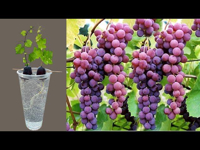 How To Grow Grapes Trees From Grapes Fruits, growing Grapes vines From Grapes with Aloe Vera