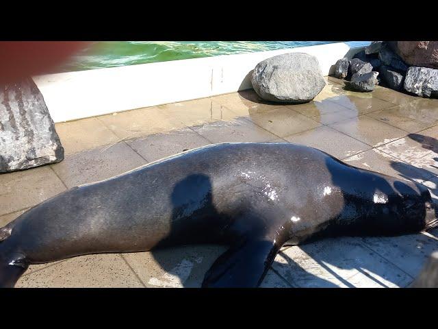 sea lion show