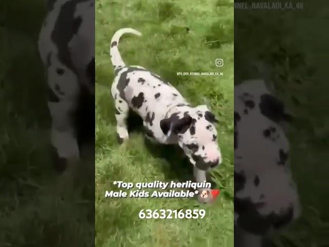 #song #punjabisong #music #punjabi #dogkennel #pets #newsong #doglover #toprottweilerkennelindia