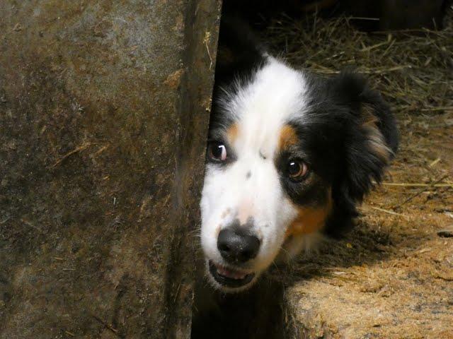 Rencontre inédite à l'étable en Lozère entre un chien Border collie et de jeunes vaches Brunes