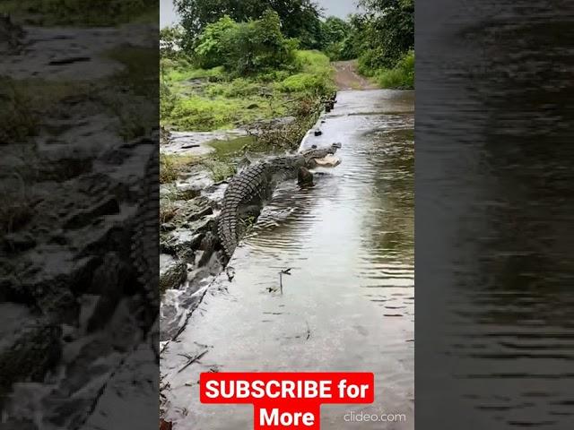 Crocodile  Ghariyal @ Ranthambore National Park