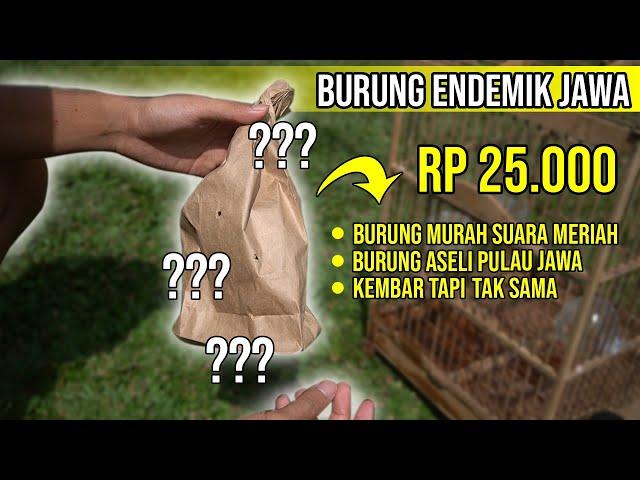 BURUNG NGEROL CUMA 25 RB ?!!! MURAHNYA KEBANGETAN