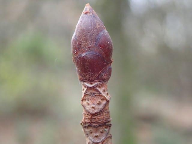 Lockdown day one:  Horse chestnut (Aesculus hippocastanum) winter