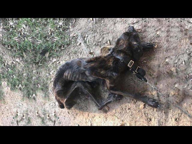 Chained, starved, and eaten by flies, he waited to die—until one kind soul finally came!