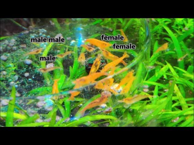 How to tell neocaridina shrimp gender. How to tell if cherry shrimp is a male or female?