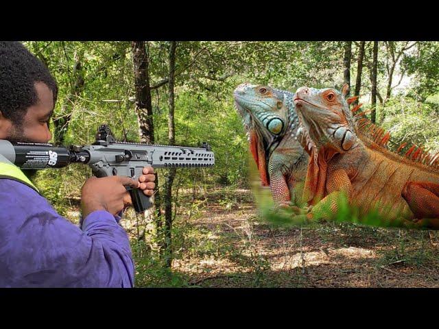 Pest control with Semi Auto Air Rifles - Shooting iguanas - iguanas Take over Village! (episode 1)