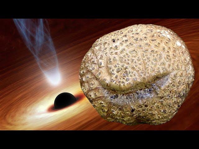 A black hole and dark matter inside a Common Earthball (Scleroderma citrinum)