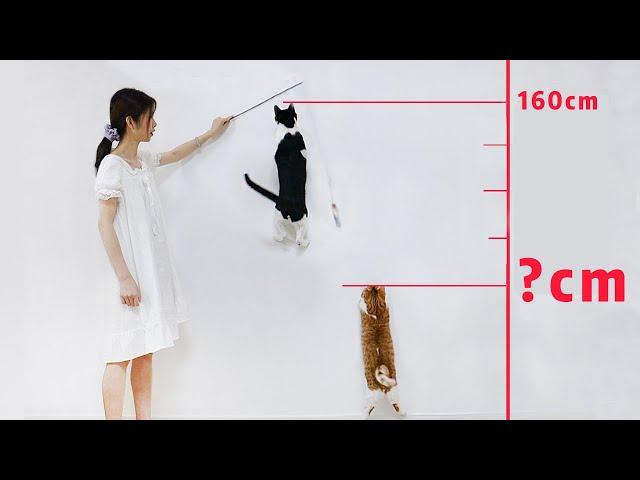 The competition of High jump for all my cats | SanHua Cat Live