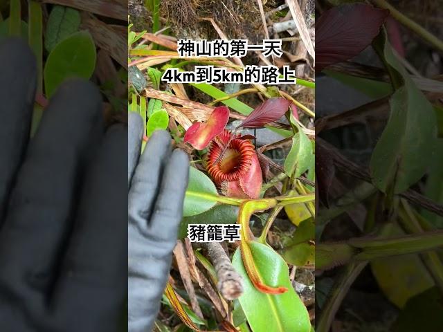 獨攀神山第一天4km原生豬籠草馬來西亞最高峰 #戶外 #travel #出國#沙巴#馬來西亞 #東亞#kinabalu #登山#outdoors #mountains #hiking #神山 #旅行