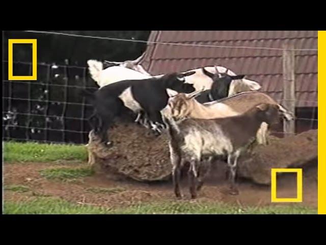 Fainting Goats | National Geographic