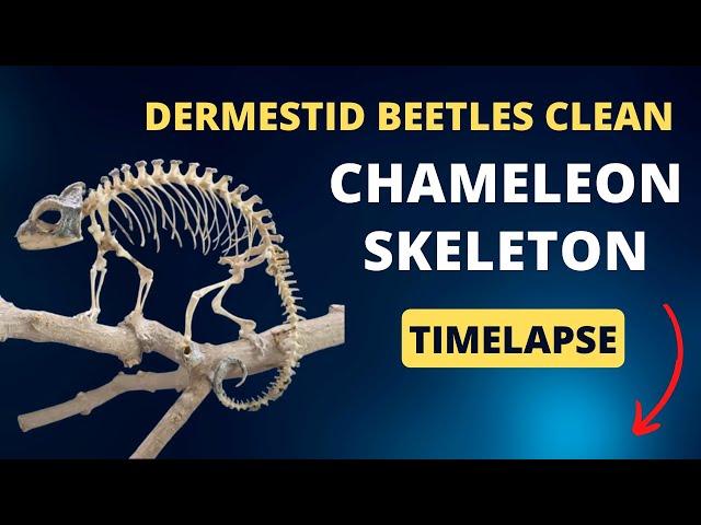 Time Lapse of Dermestid Beetles Cleaning Jackson’s Chameleon Skeleton: Vet Discusses Anatomy Facts