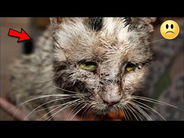 Les enfants ont jeté le chat dans le puits!  Ses cris ont été entendus toute la nuit