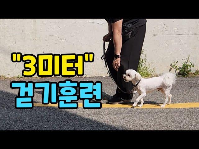 강아지 산책 할때 줄 당기지 않게 하는 방법