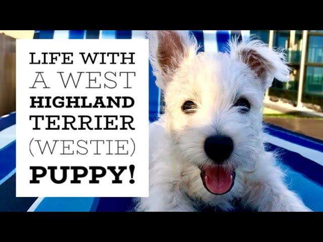 We got a West Highland Terrier (Westie)