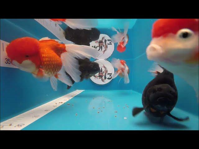 JUMBO XXXL Oranda - Schleierschwanz MIX # 9/2022   ---   KOI 13