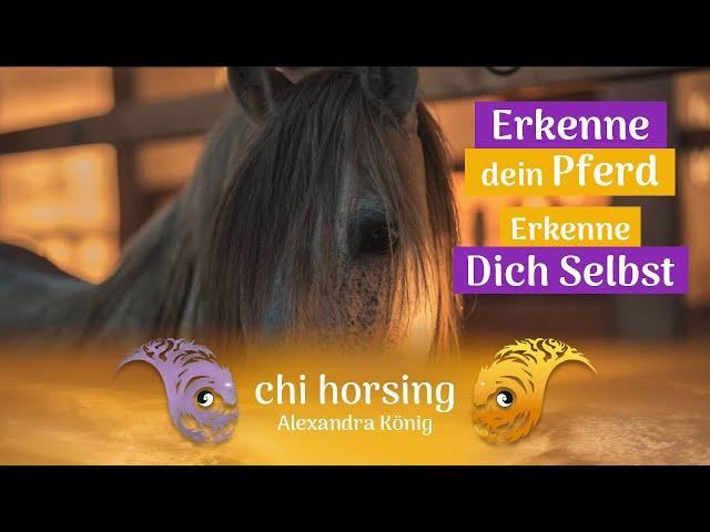 Wie Du Dein Pferd besser einschätzen kannst! Dein Pferd hat viele Parallelen zu Dir!