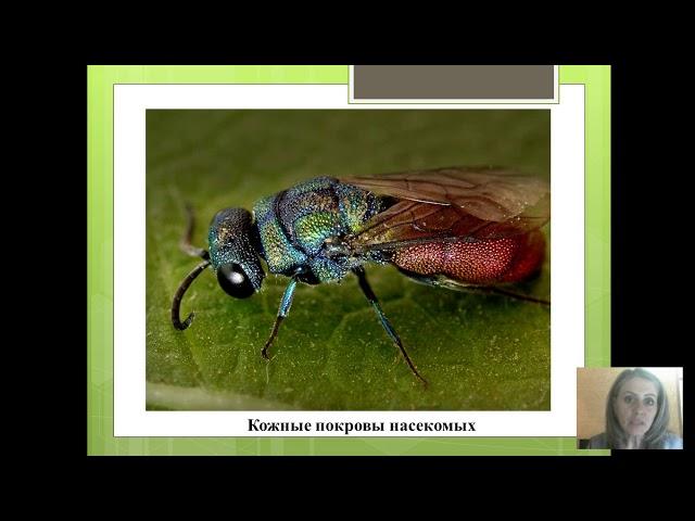 зоология Насекомые