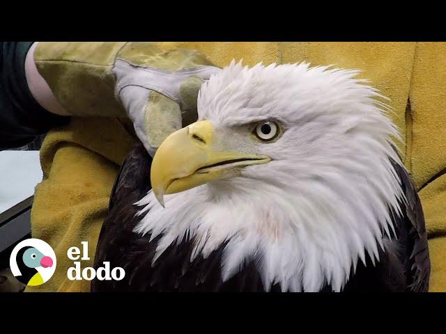 Águila calva que cayó del cielo aprende a volar de nuevo | El Dodo