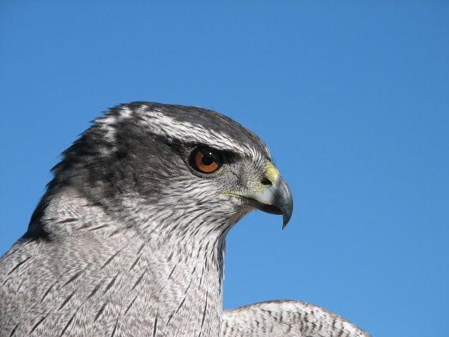 Frank Taylor Films No. 504  -  North Shore Hawk Banding