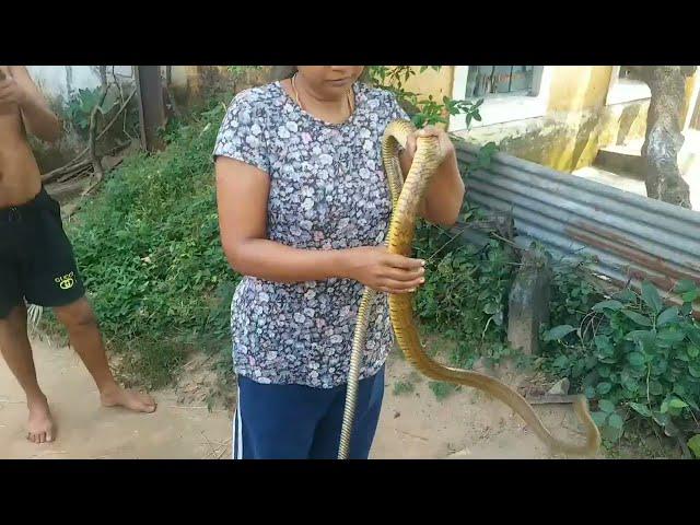 Ratsnake hide in ditch to save its life|Ratsnake| Hidden ratsnake