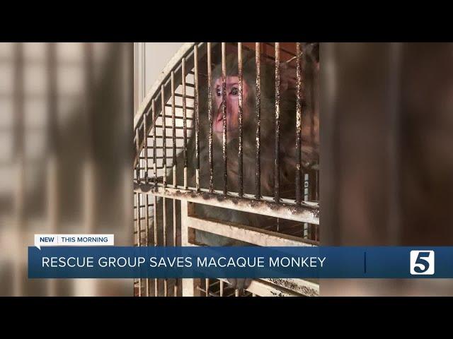 Animal rescue group recovers monkey from Tennessee home