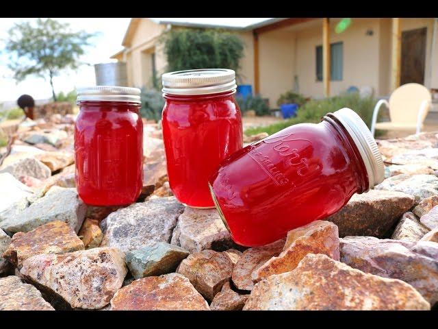 Prickly Pear Jelly - How to make