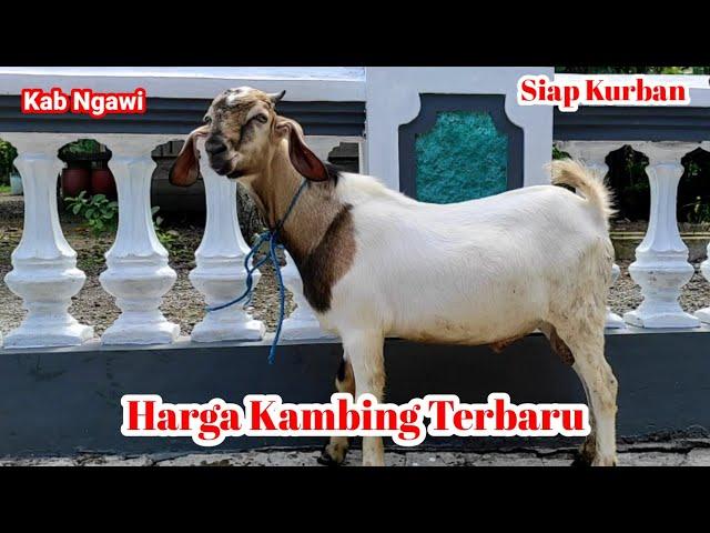 Harga kambing Kacang Hari Ini