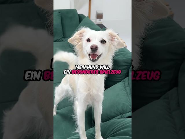 Etwas „Selbstgejagtes“ für meinen Hund #hund #oktoberfest #vlog #comedy