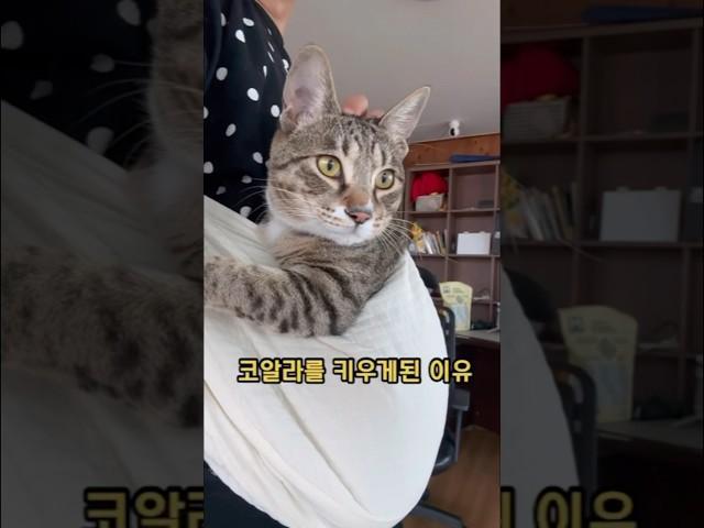질척이는 고양이 꿀템