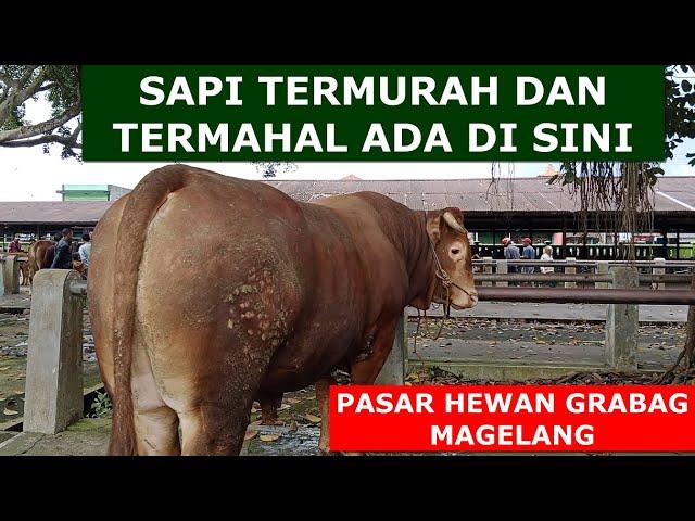 SAPI TERMURAH DAN TERMAHAL ADA DI SINI PASAR HEWAN GRABAG MAGELANG