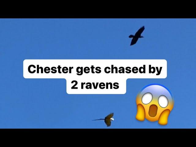 Chester gets chased by 2 ravens #freeflyingparrot #flyingbird #parrot #macaw #bird #raven #chase