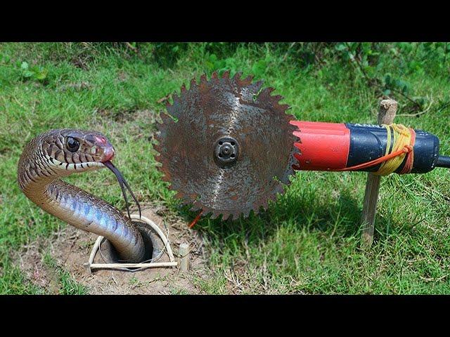 Most Creative Animal Traps Ever Made