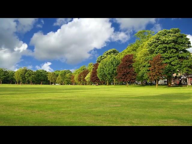 Nature Grass Background 4K, Free Natural Background Video