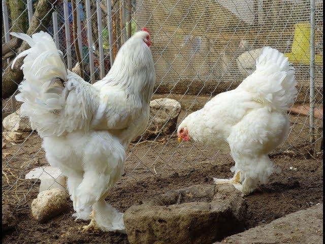 Chicken breeds - White brahma - White splash brahma - AGROKOTA.GR - Sony rx100